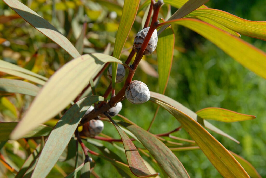 pincushion hakea
