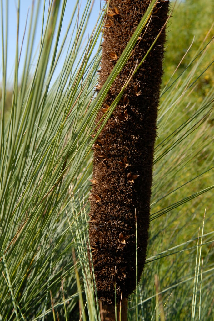 <i>Xanthorrhoea</i> <i>glauca</i>