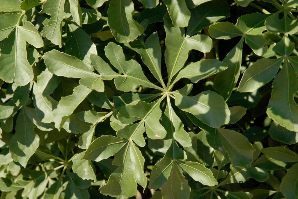 spiked cabbage tree