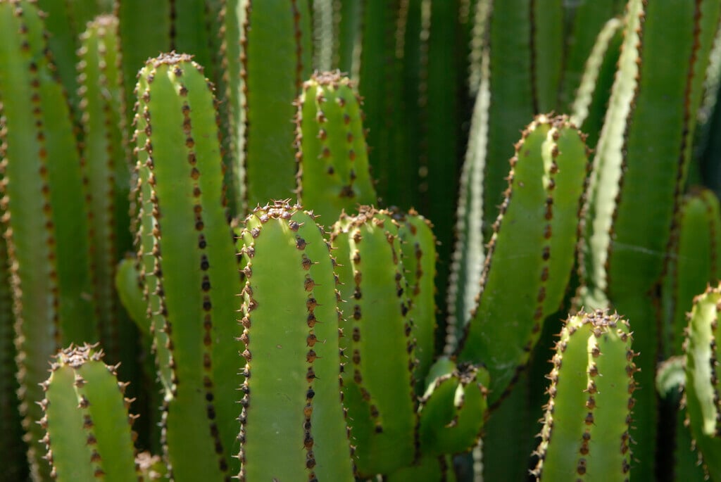 <i>Euphorbia</i> <i>canariensis</i>