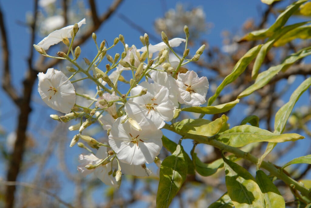 <i>Convolvulus</i> <i>floridus</i>