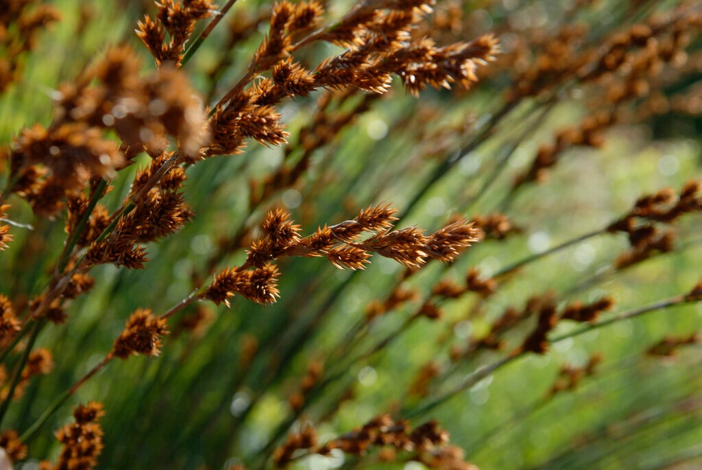 Albertinia thatching reed
