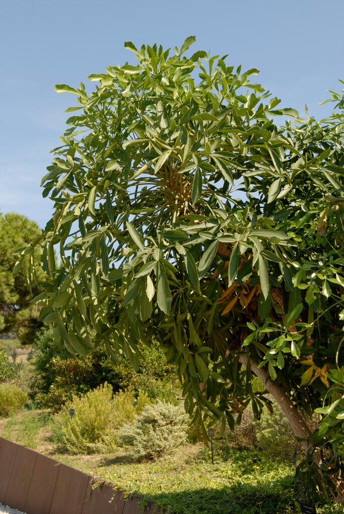 spiked cabbage tree