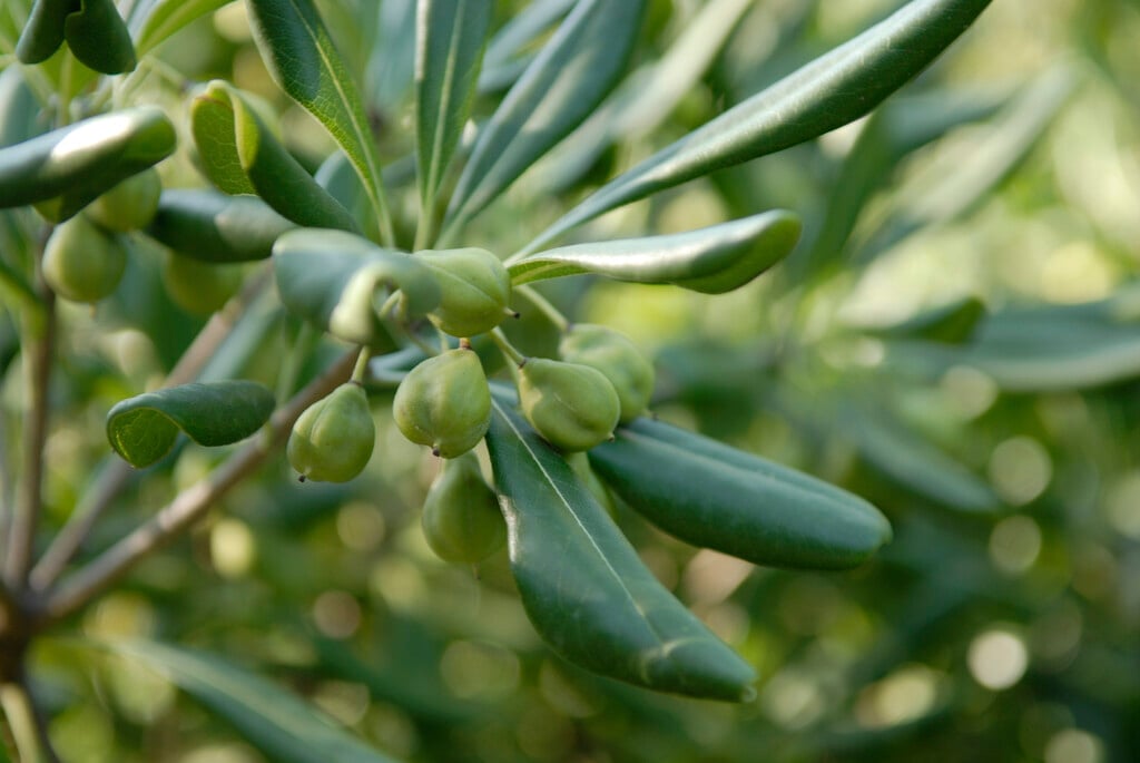 Japanese pittosporum