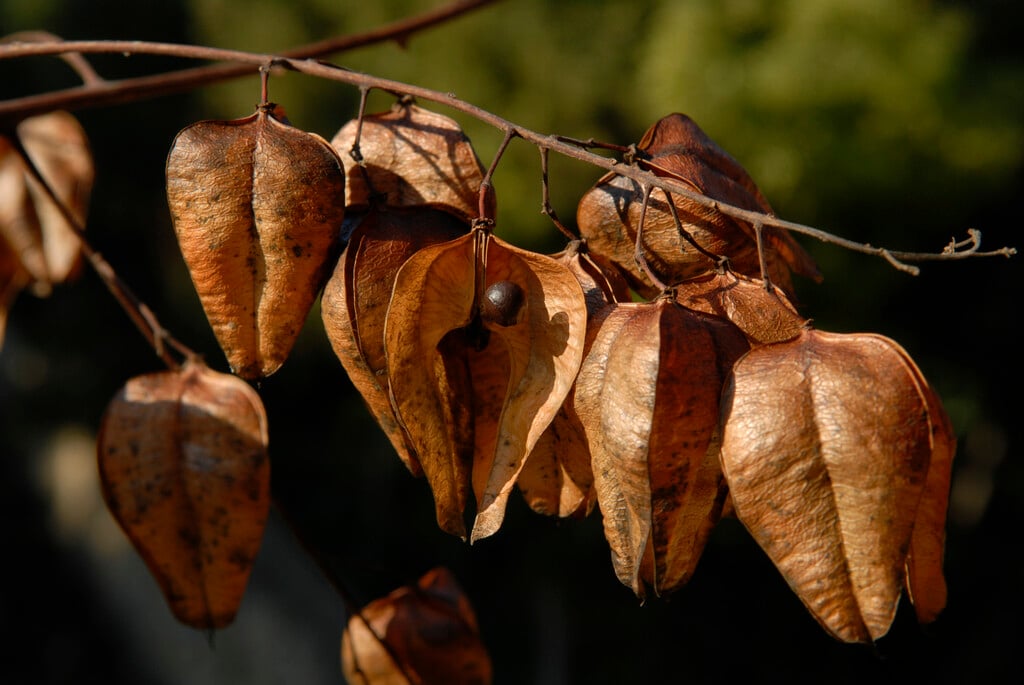 <em>Koelreuteria</em> <em>bipinnata</em>