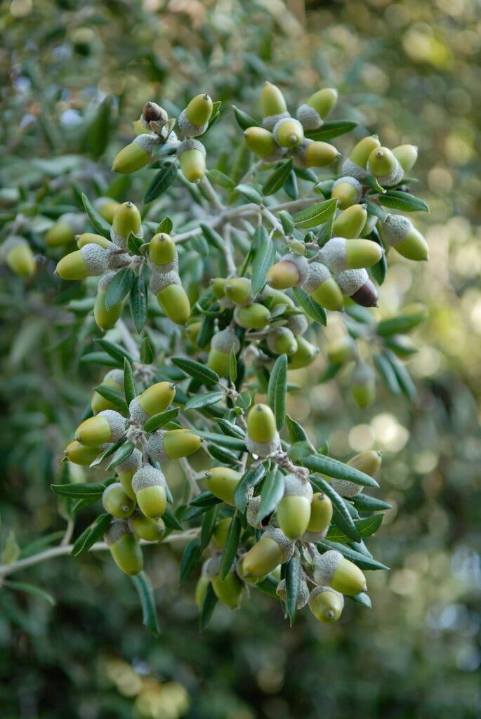 holm oak