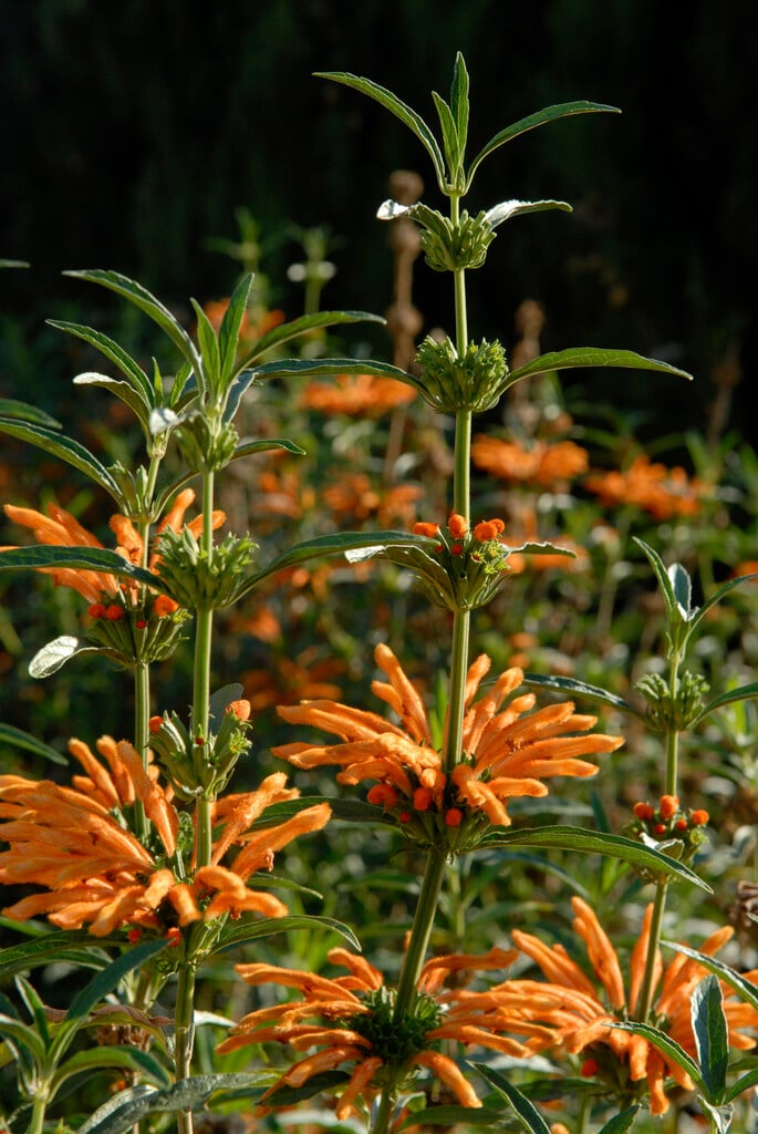 lion's tail