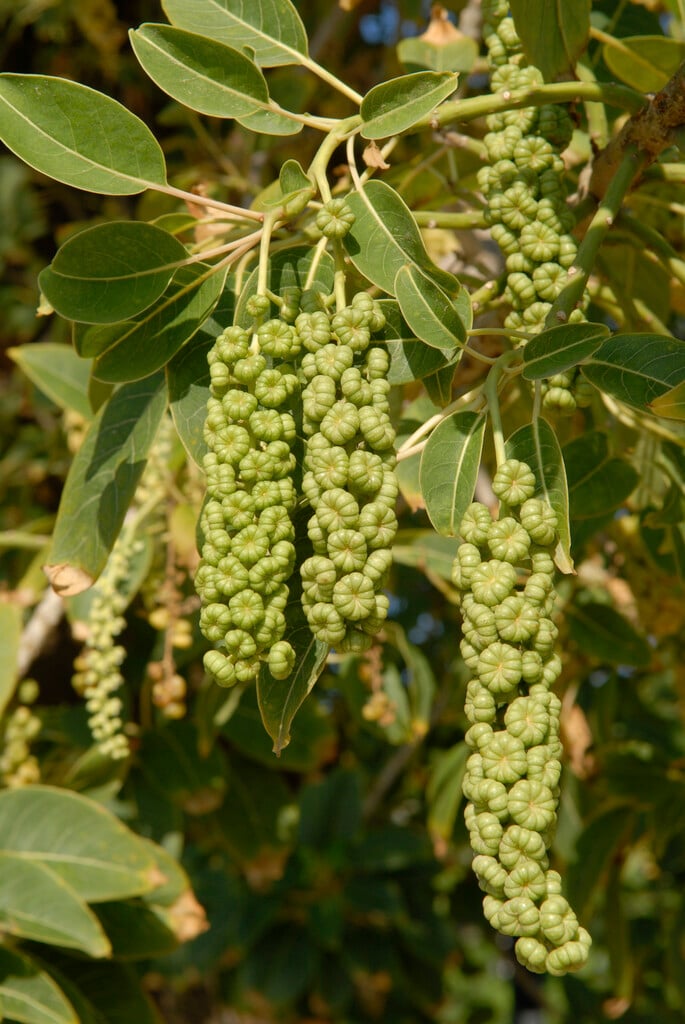 ombú
