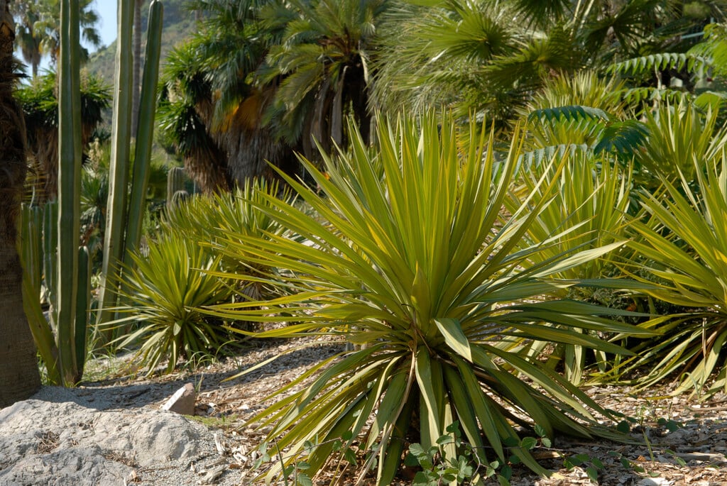 <i>Yucca</i> <i>recurvifolia</i> 'Variegata' (v)