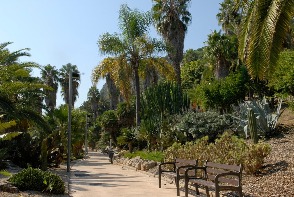 queen palm