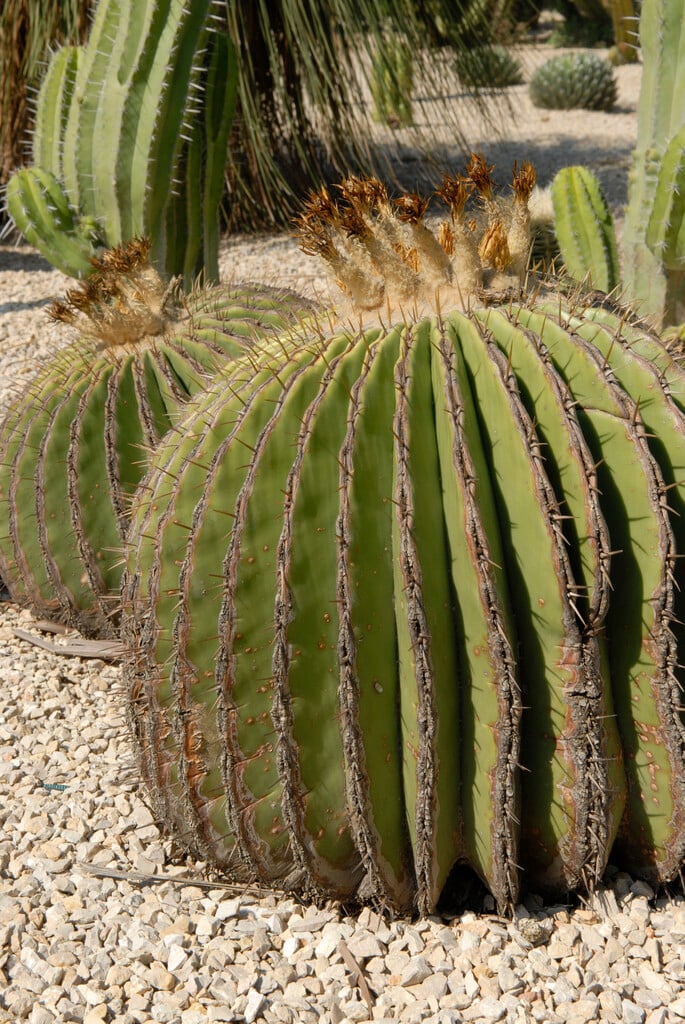 <i>Ferocactus</i> <i>histrix</i>