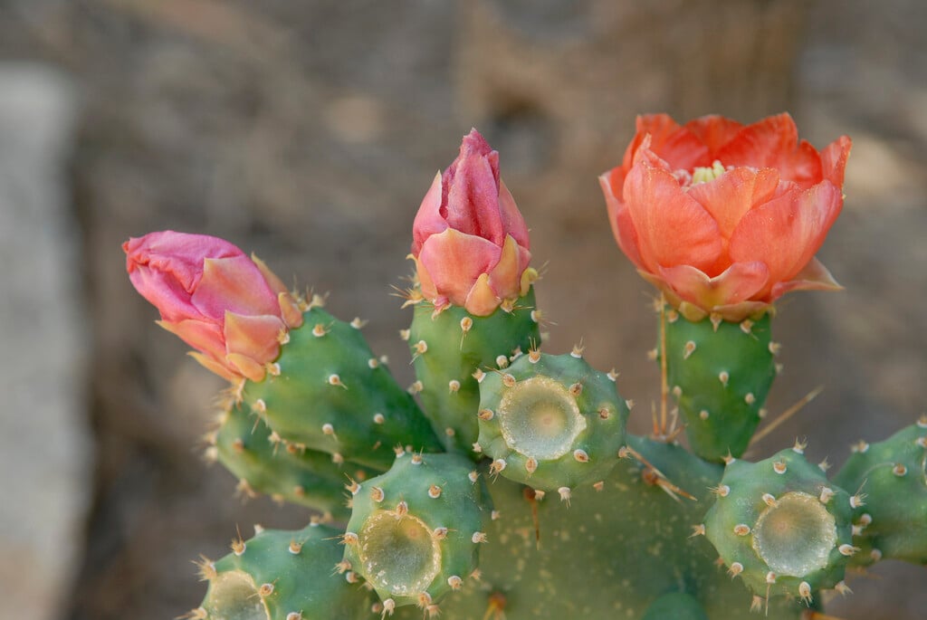 <em>Opuntia</em> <em>bergeriana</em>