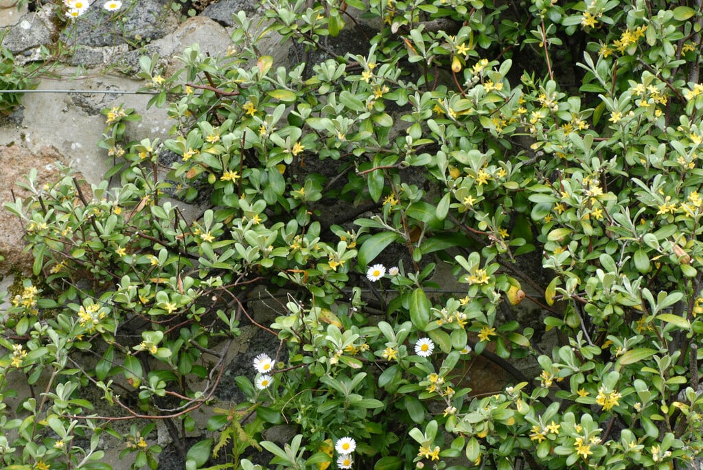 hybrid wire-netting bush 'Yellow Wonder'