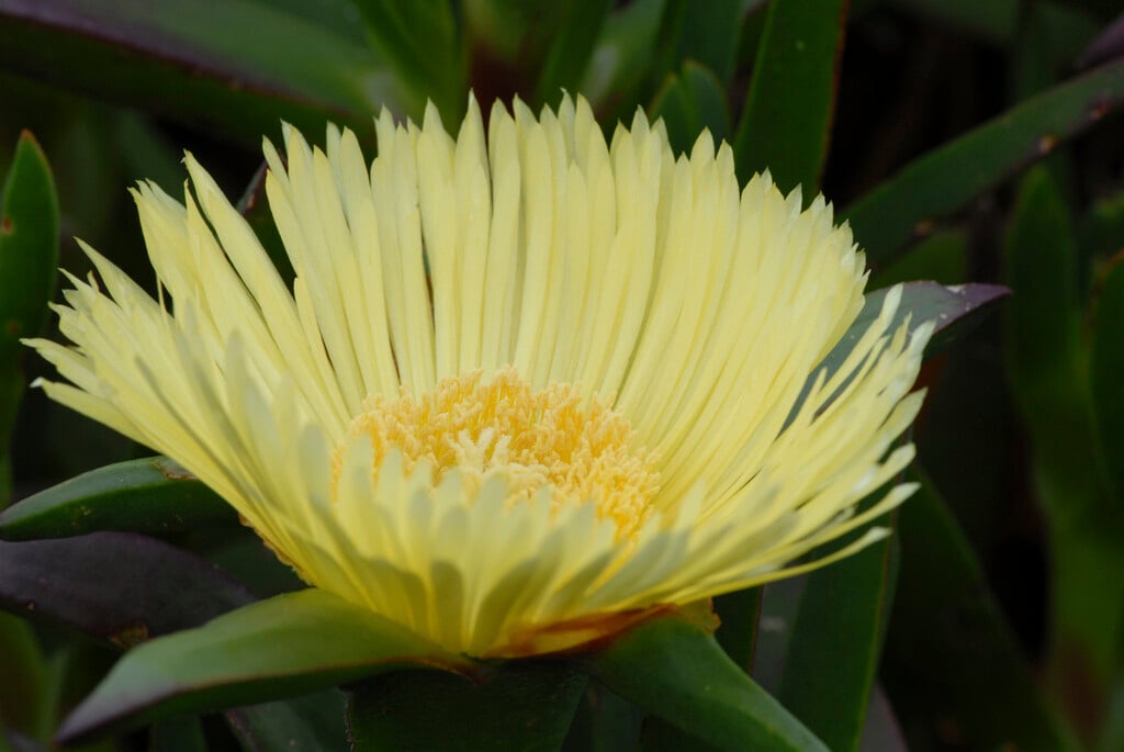 pigface