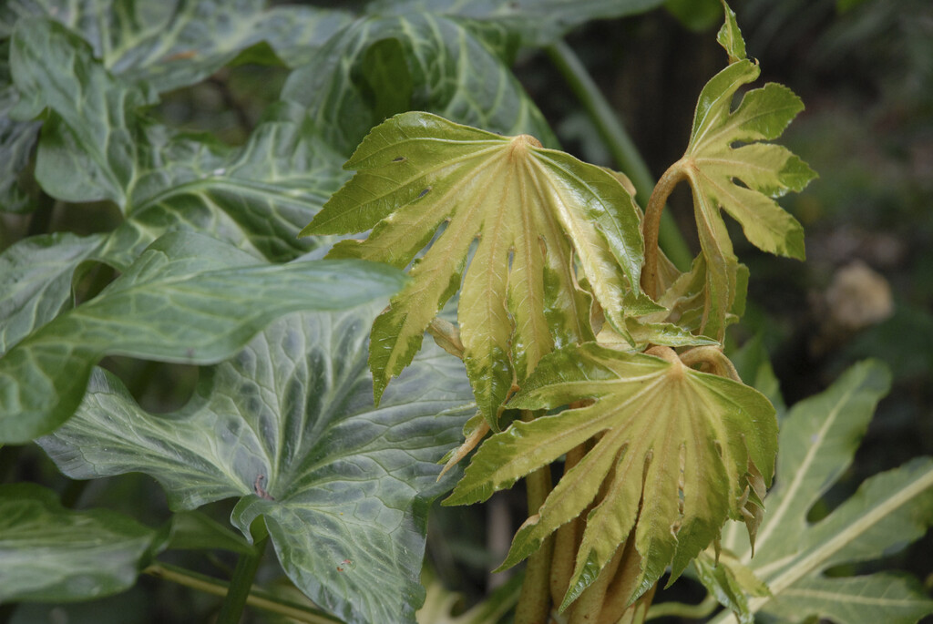Japanese aralia 'Variegata'