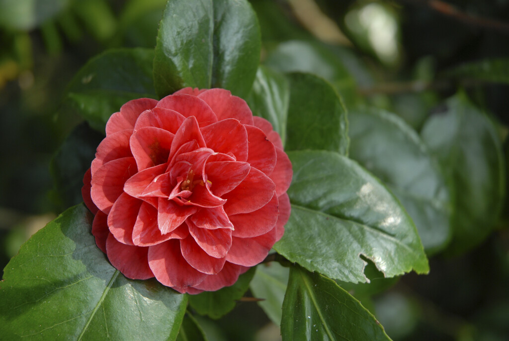 <i>Camellia</i> <i>japonica</i> 'William Bull'