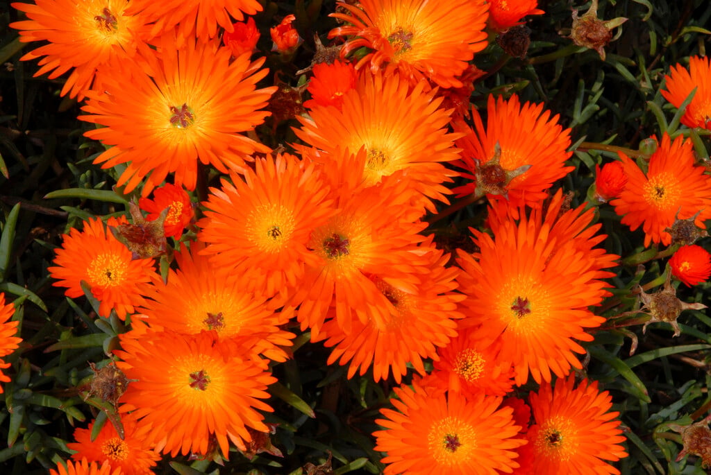 golden fig marigold