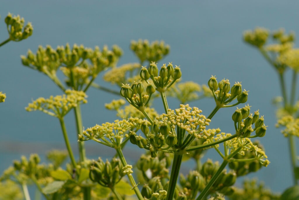 alexanders