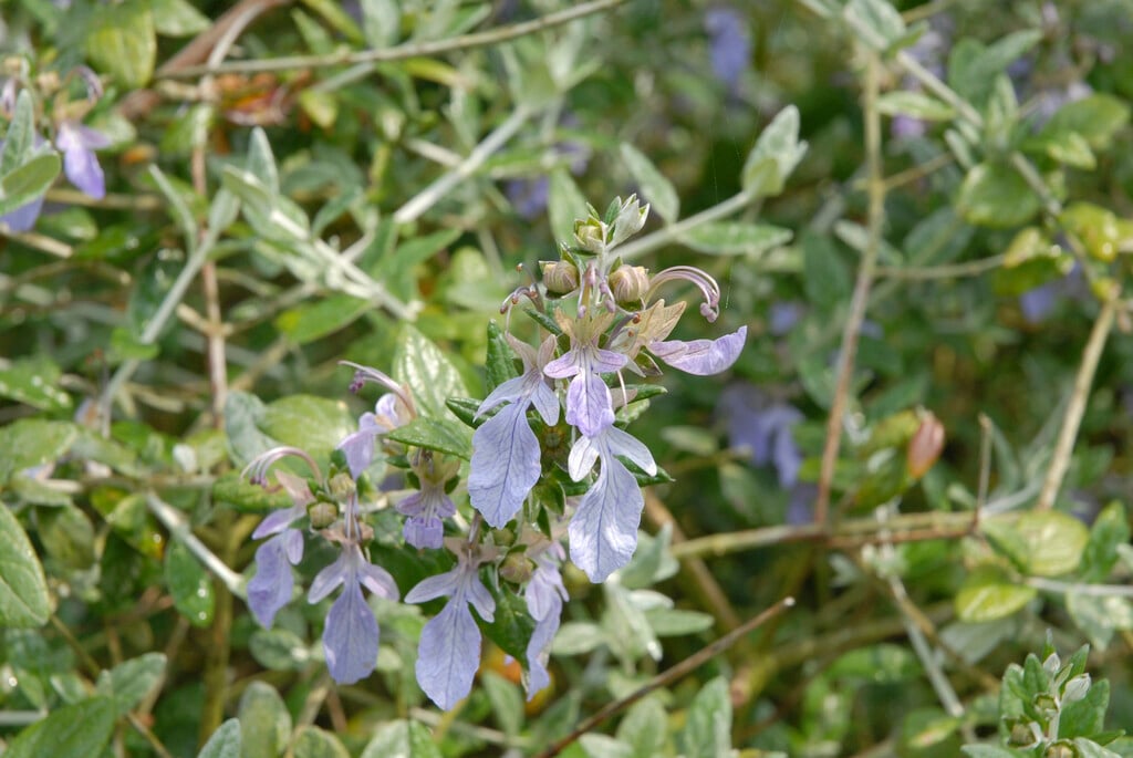 tree germander
