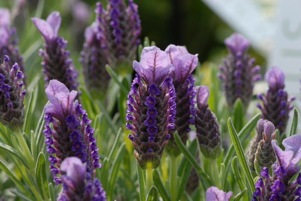 French lavender 'Purple Wings'