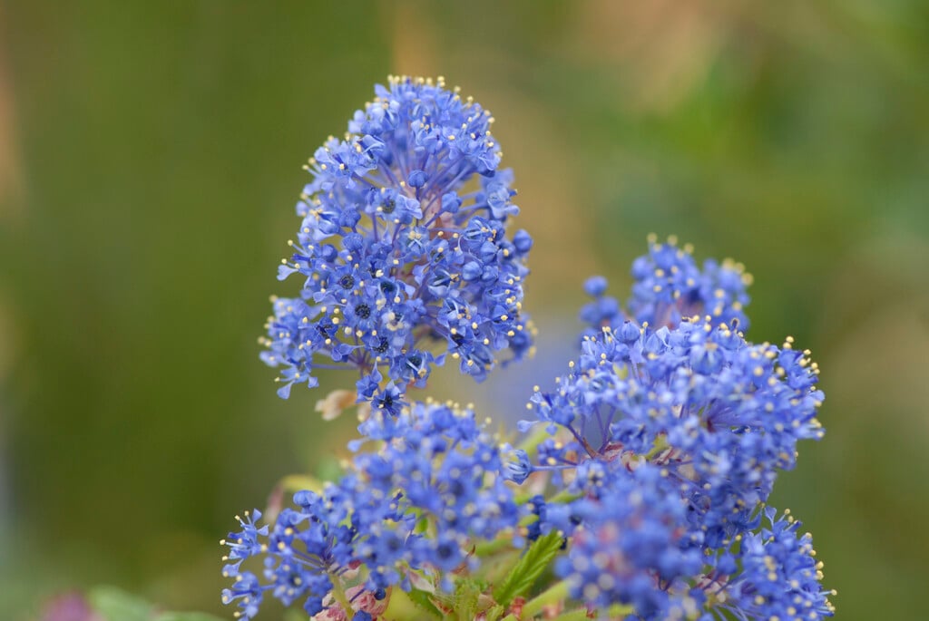 Californian lilac 'Victoria'