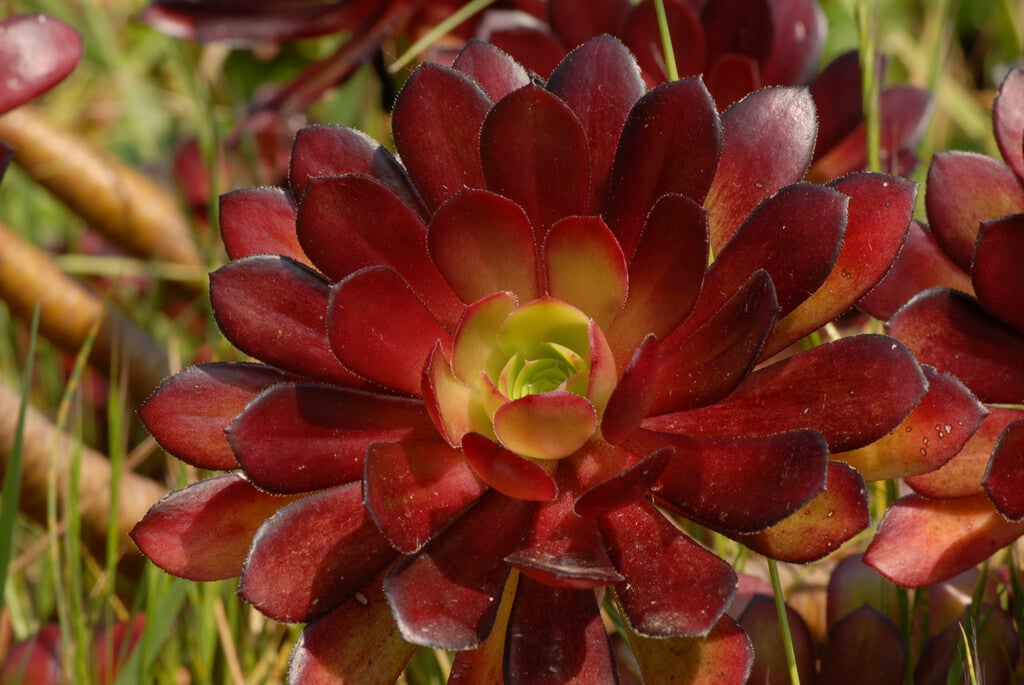 dark purple houseleek tree