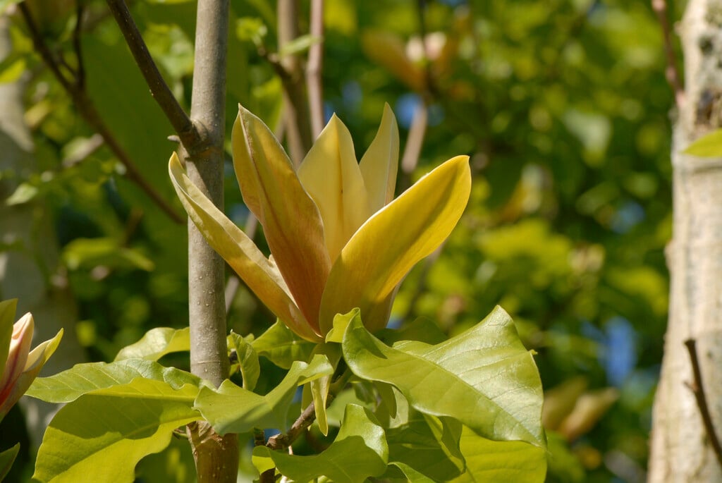 magnolia 'Hattie Carthan'