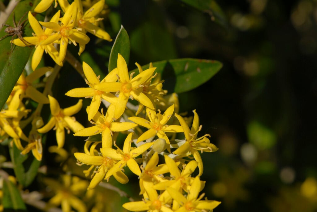hybrid wire-netting bush 'Yellow Wonder'