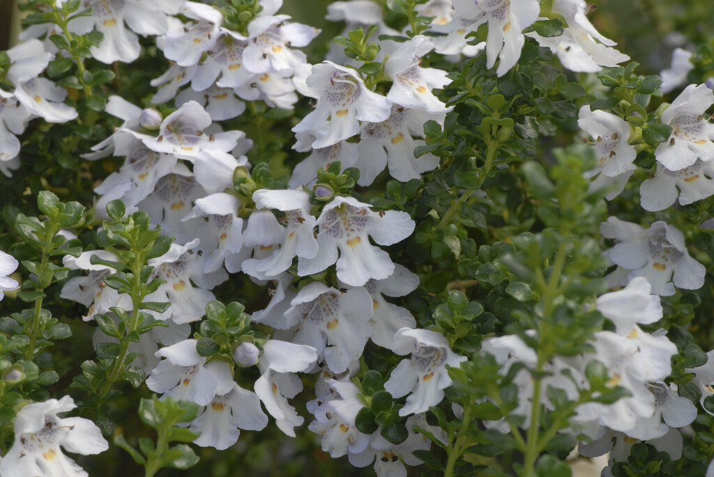 alpine mint bush