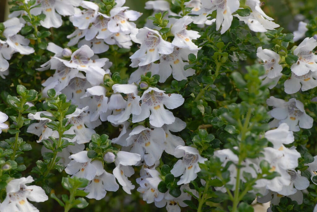 alpine mint bush