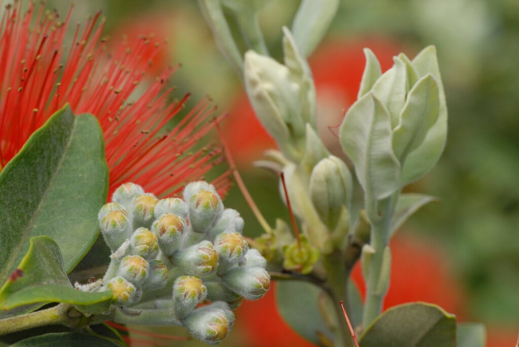 <i>Metrosideros</i> 'Springfire'