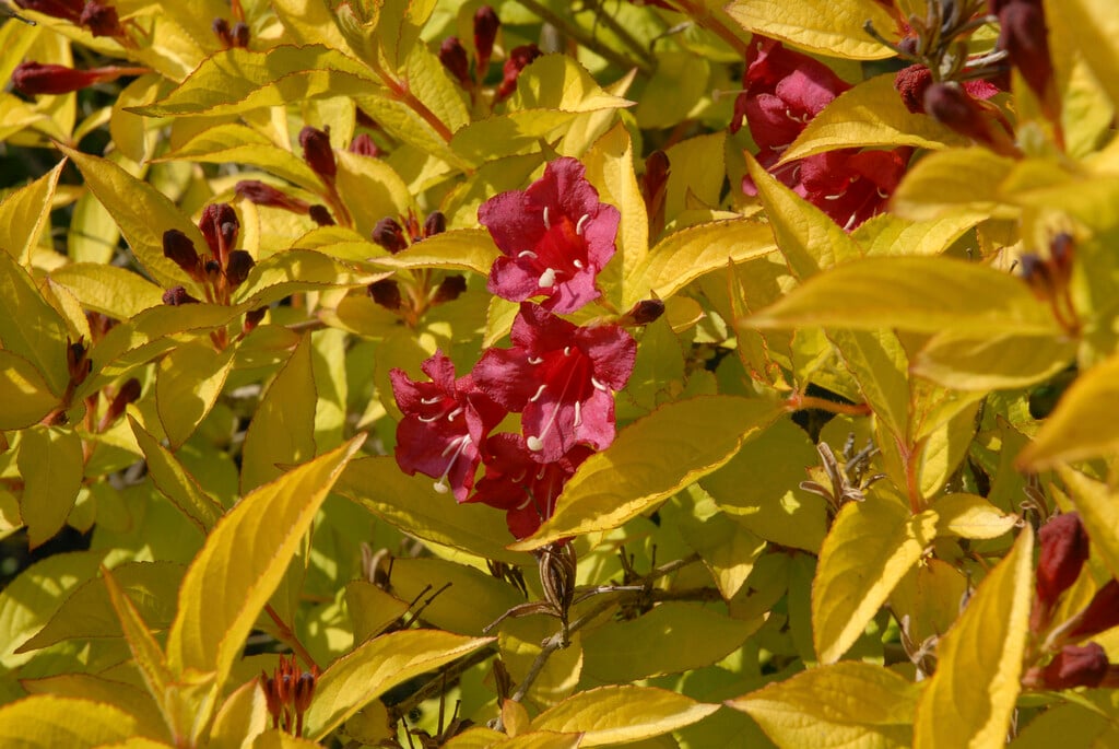 weigela [Briant Rubidor]