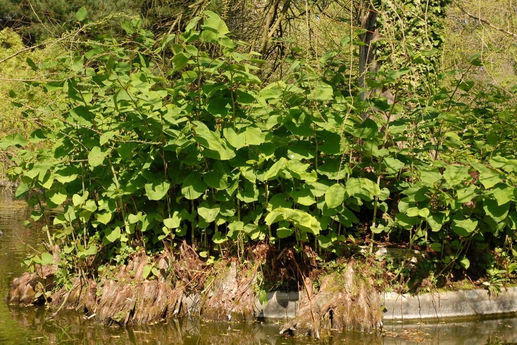 giant knotweed