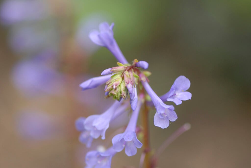 <i>Wulfenia</i> × <i>schwarzii</i>