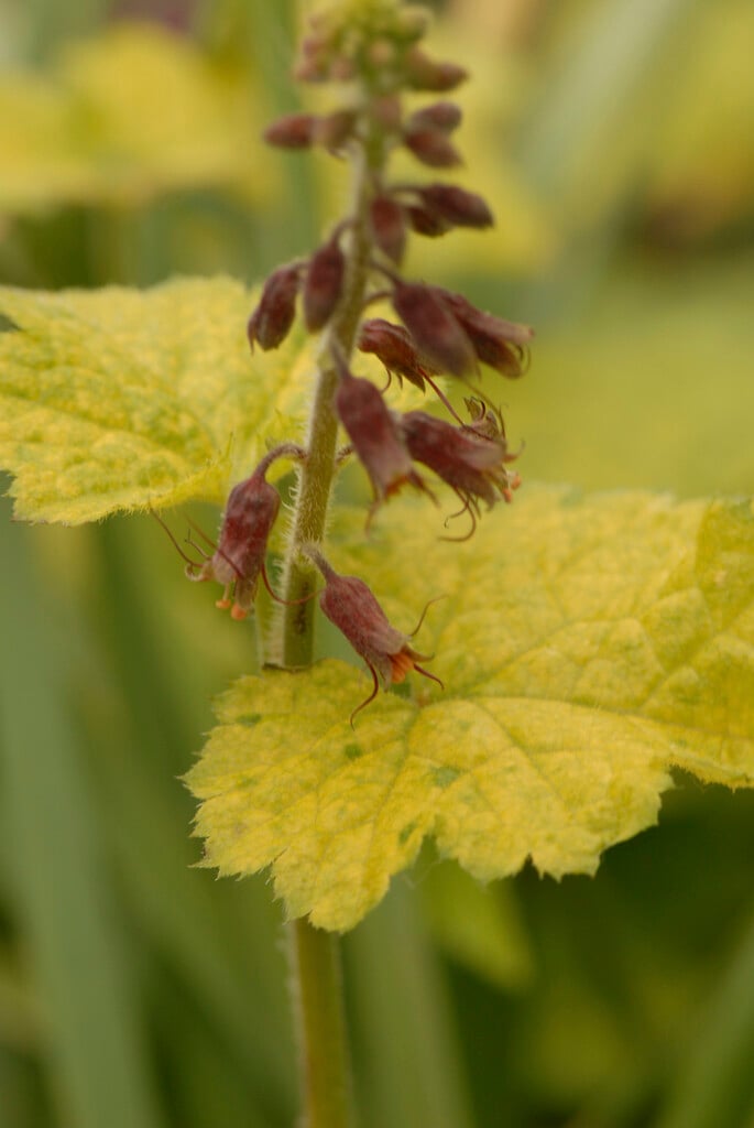 pickaback plant 'Taff's Gold'