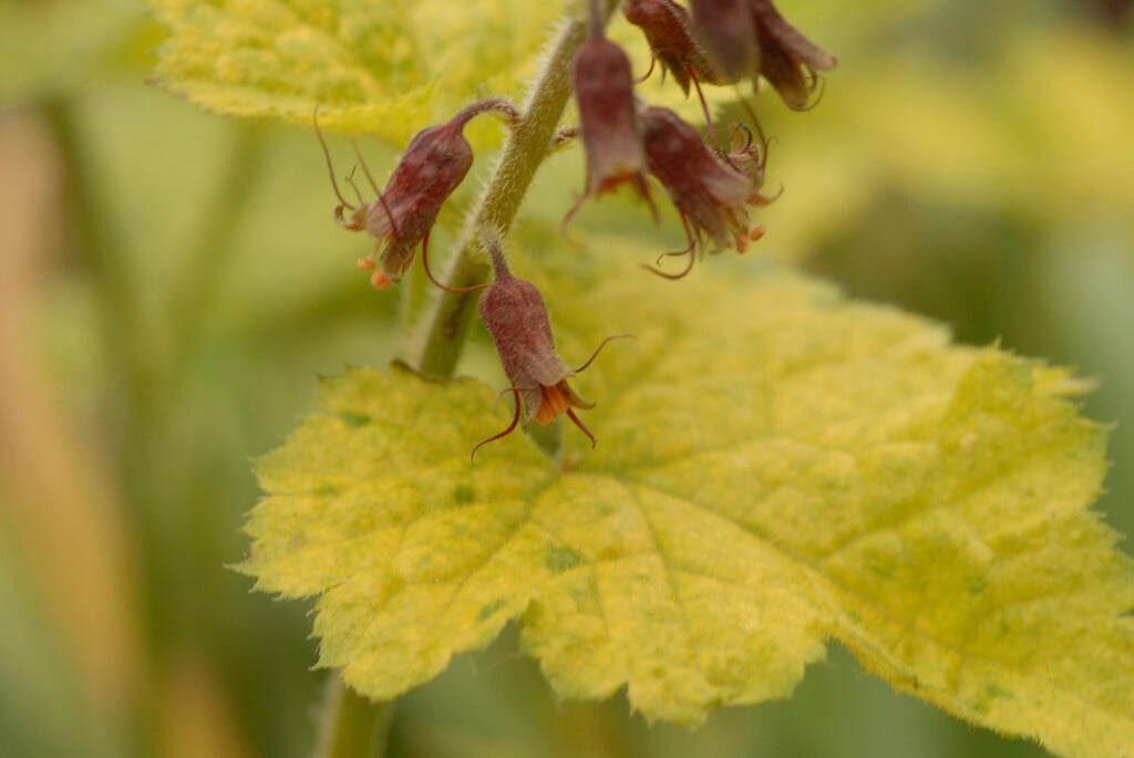 pickaback plant 'Taff's Gold'