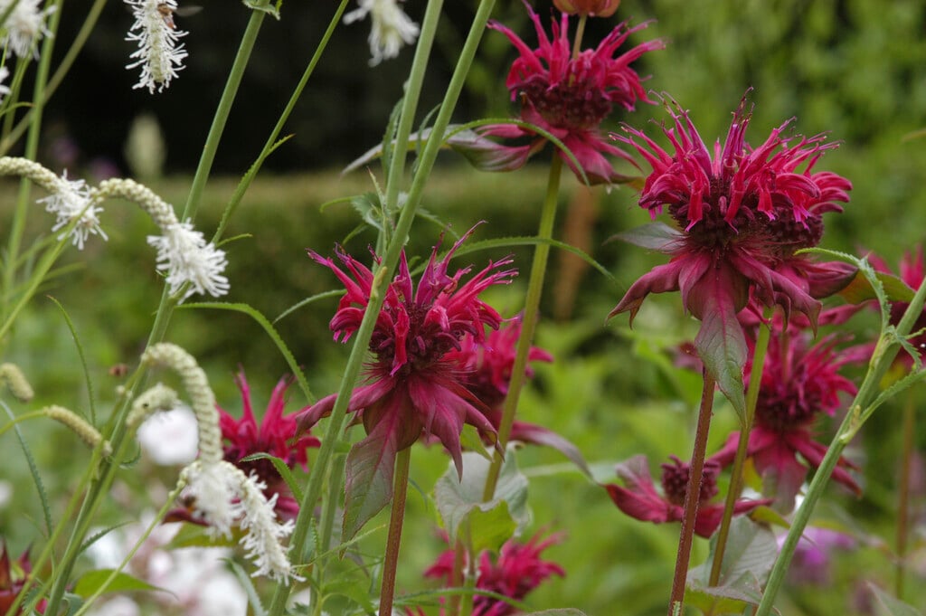 bergamot 'Gewitterwolke'