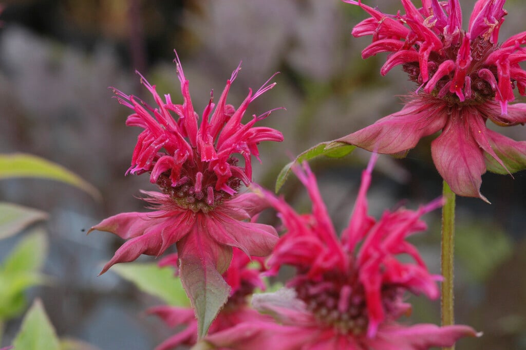 bergamot 'Gewitterwolke'