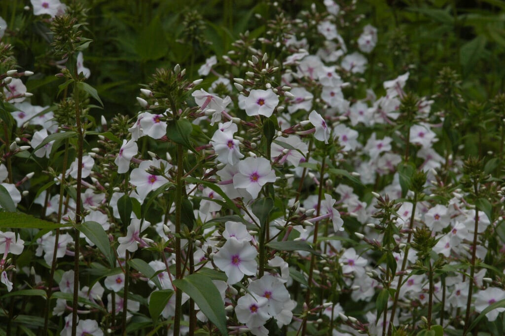 meadow phlox 'Reine du Jour'