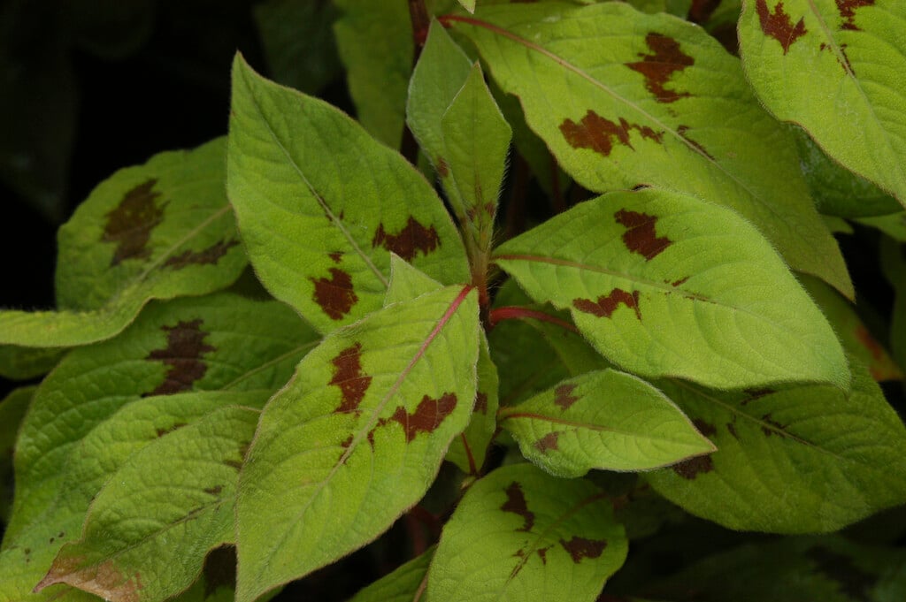 Virginia knotweed