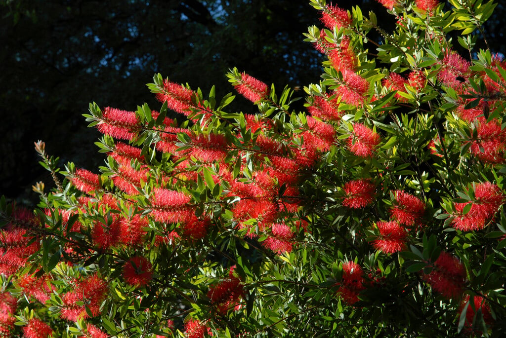 weeping bottlebrush