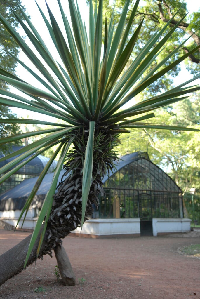 <i>Furcraea</i> <i>selloa</i> var. <i>marginata</i> (v)