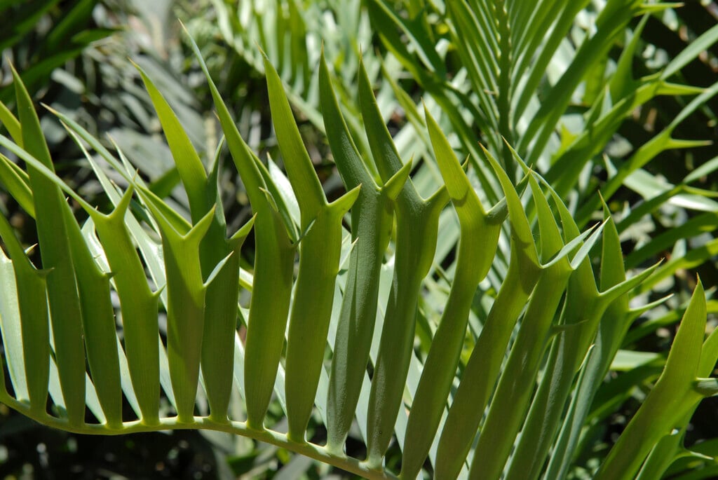 Cycad