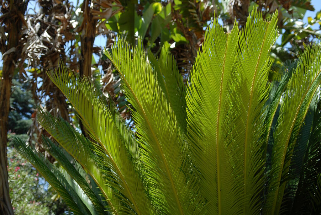 East Indian sago palm