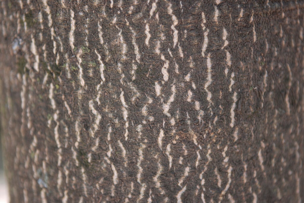 <i>Ailanthus</i> <i>vilmoriniana</i>