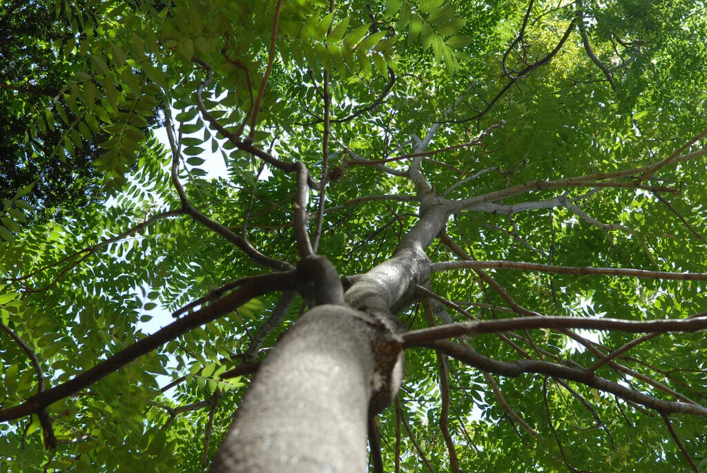 <i>Ailanthus</i> <i>vilmoriniana</i>