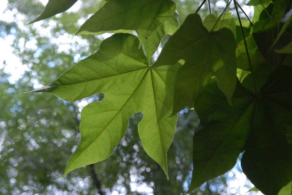 broad-leaved bottle tree