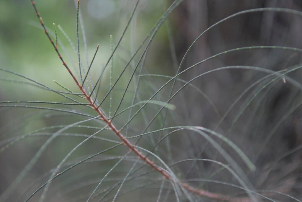 desert she-oak