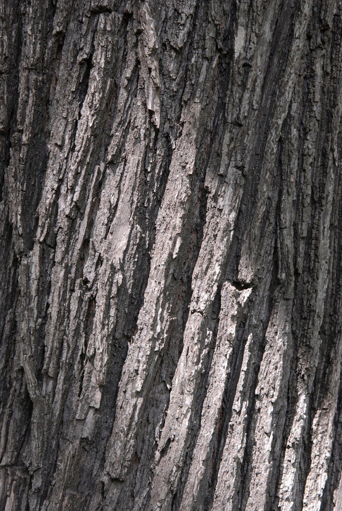 bur oak