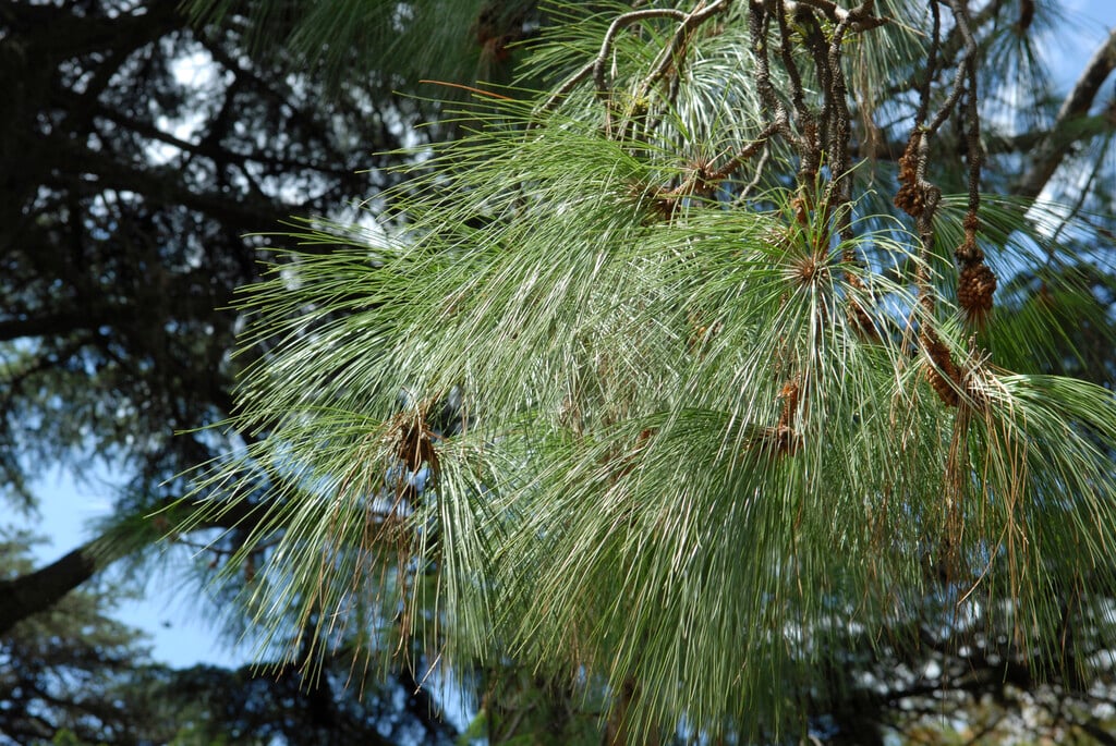 cheer pine